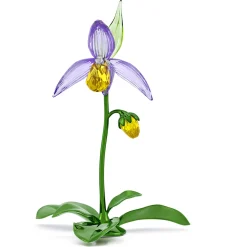 Florere Frauenschuh
