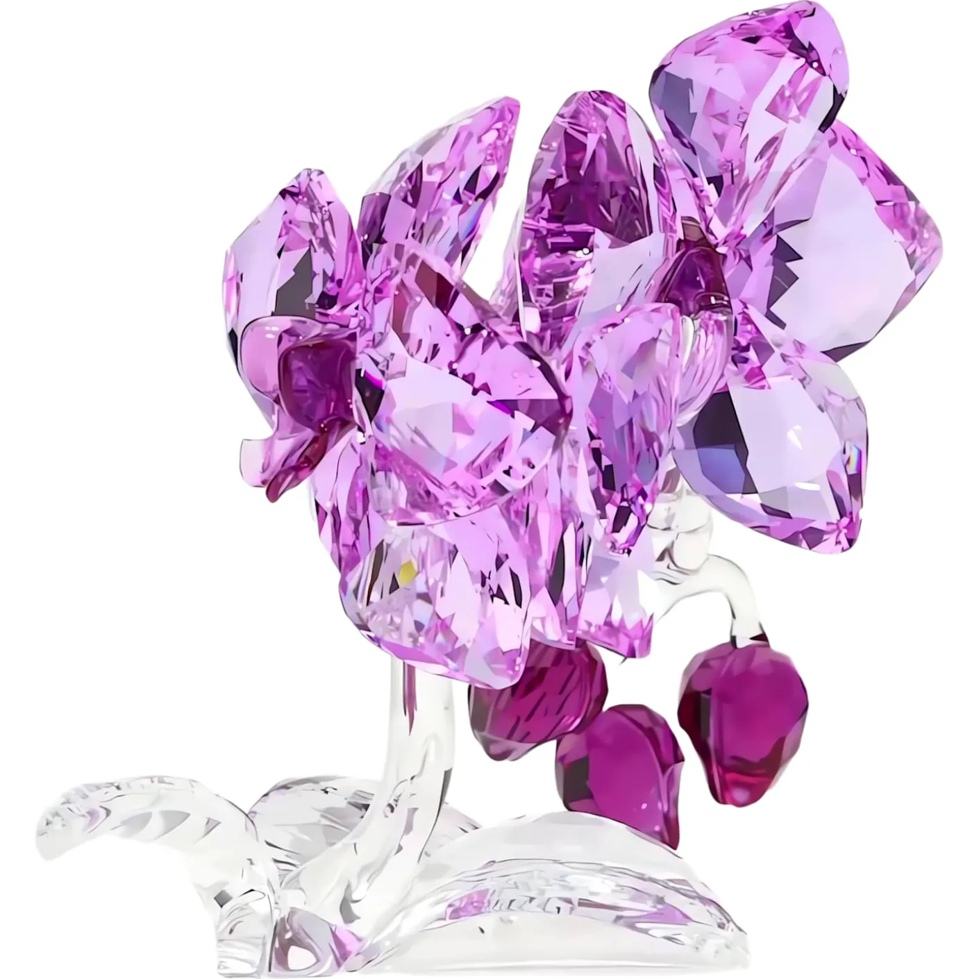 Orchidee